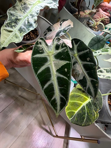 Alocasia Bambino Pink varattu