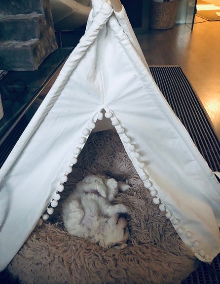 Valkoinen koiran teepee-mökki