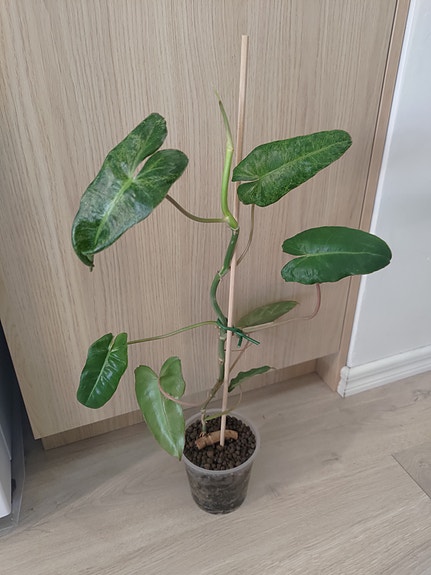 Philodendron paraiso verde