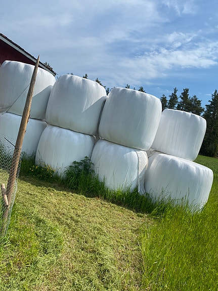 Esikuivattua heinää pyöröpaalissa
