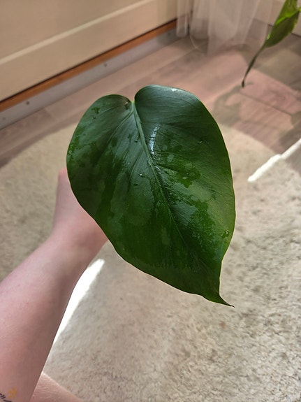Monstera Deliciosa Aurea