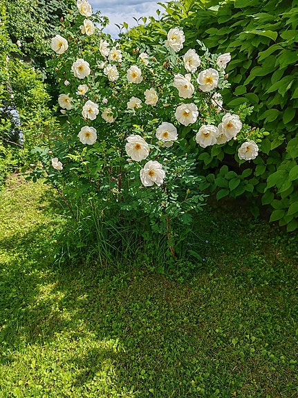 Juhannusruusu pensas