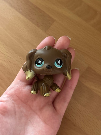 Lps coccerspaniel