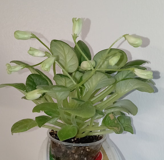 Saintpaulia "Emerald Bell"