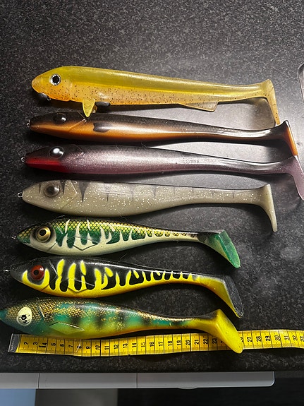 Hauki shad