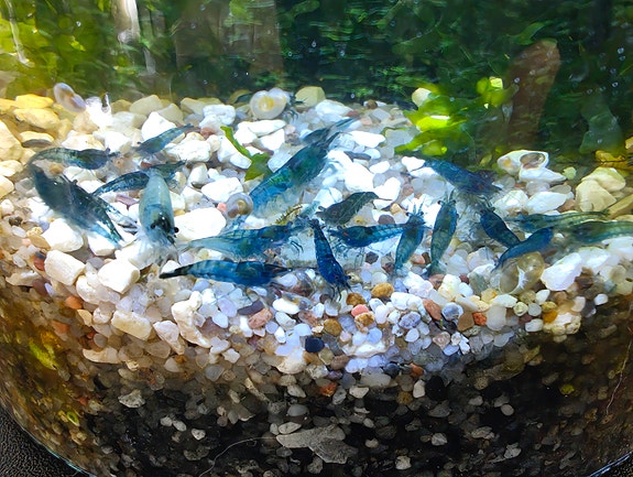 Grade A blue shrimps
