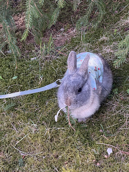 Etsitään leikattu Poikakaveri pupulle
