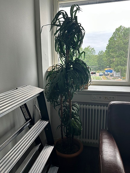 Iso viherkasvi ruukussa (TEKOKUKKA)