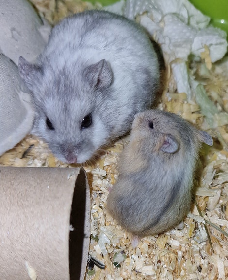 Venäjänkääpiöhamsteri campbellin poikasia