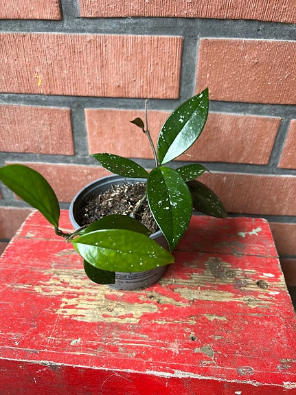 Hoya carnosa