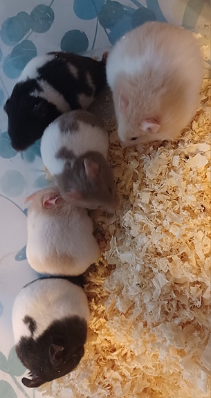 Syyrialaisen hamsterin poikasia