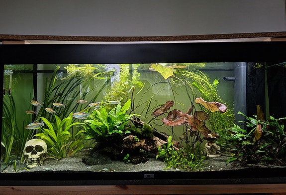 Juwel 240l akvaario