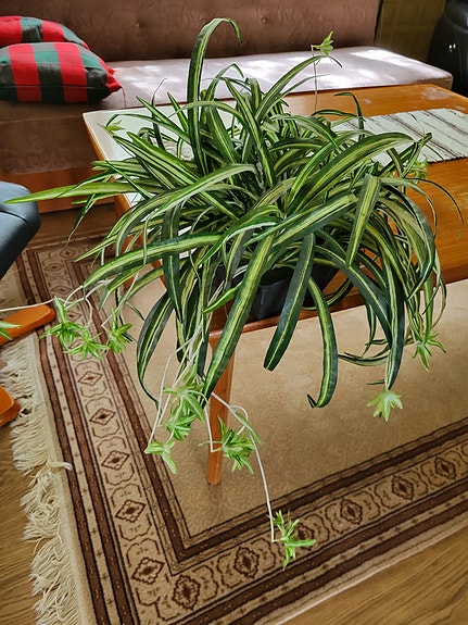 Silkkikukka ruukussa