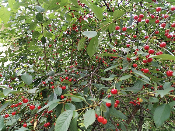 Hapankirsikka 3e/kg, Asola