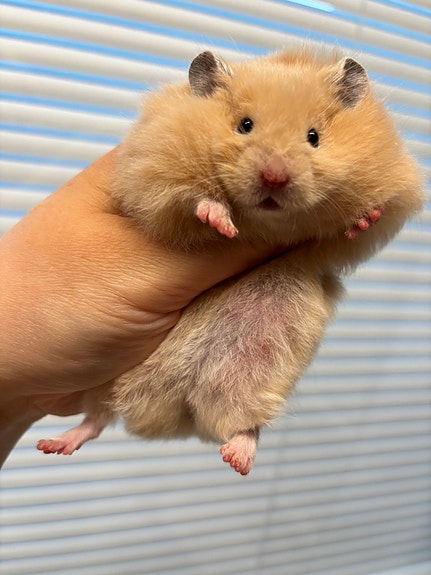 Syyrialaisen hamsterin poikasia