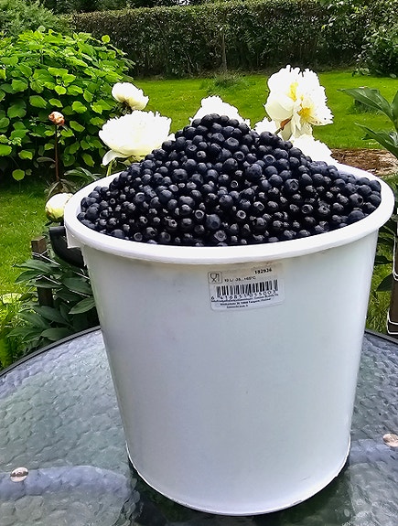Mustikka / mustikkaa / mustikoita