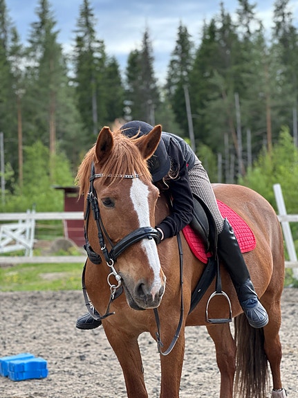 Äiti ja tytär etsii hevosta/isoa ponia vuokralle Jyväskylästä!