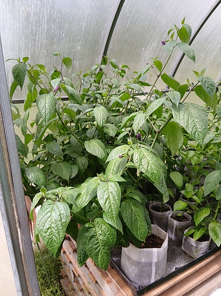 Rocoto chili pensas