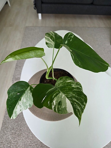 Peikonlehti Monstera variegata.