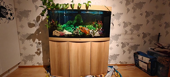 Juwel vision 260l kaapistolla