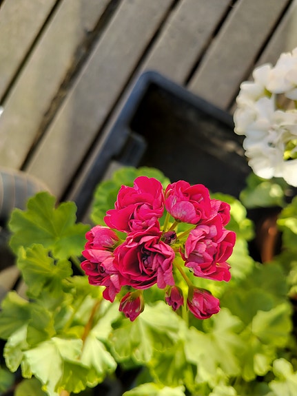 Pelargoni Oulun yliopisto