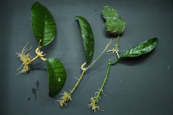 Hoya setti nro 1