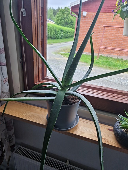 Aloe vera