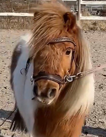 Suitset QHP anatomiset kuolaimettomat ruskeaa nahkaa shettis