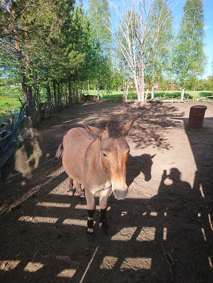 2-vuotias muuliori