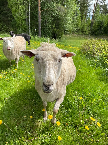 Ylivuotista kuivaa heinää tai olkea kuivikkeksi