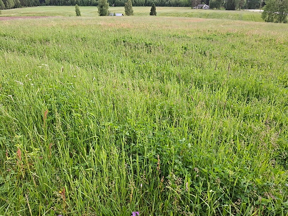 Heinää