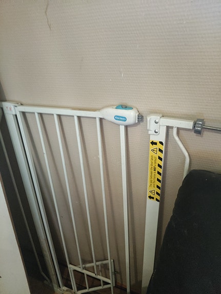 Koiraportti