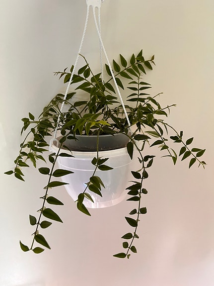 Hoya Bella.
