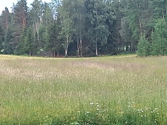 Heinää