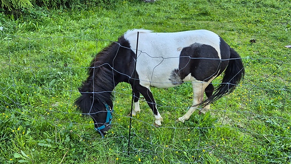 Pieni ihanuus ❤️