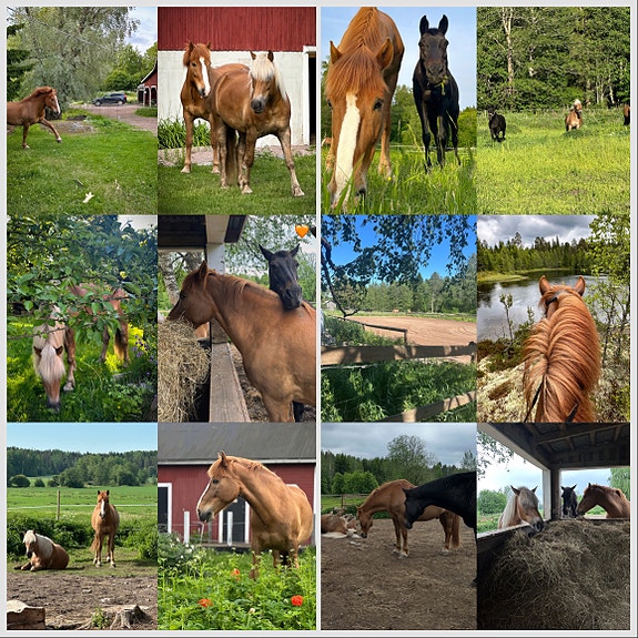 Annetaan loppuelämän koti isolle tammalle