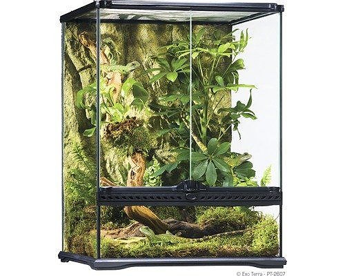 Terraario sammakoille