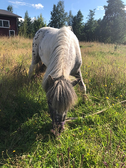 OSTETAAN ponille kärryt & valjaat (valjakko/tavalliset). 🐴