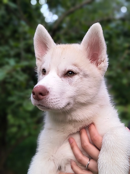 Siperianhusky urospentu