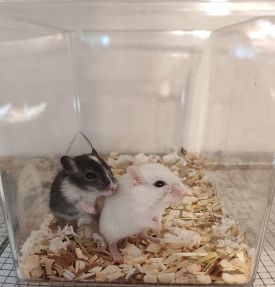 Gerbiili poikasia