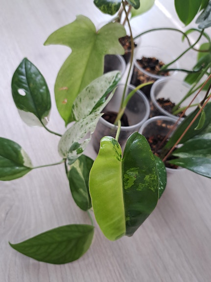 Product image 2 of 10