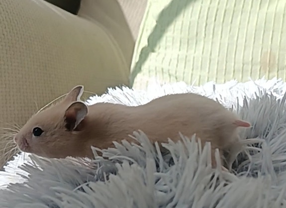 Syyrialaisen Hamsterin Poikasia