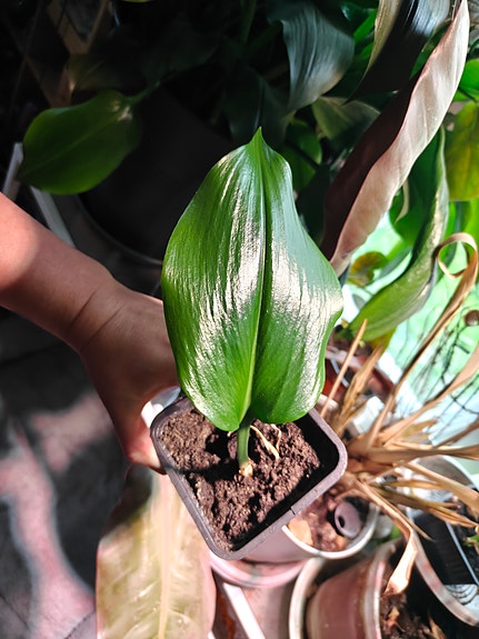 Amazonin lilja