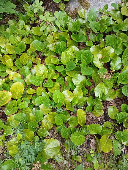 Vuorenkilven taimia puutarhaan