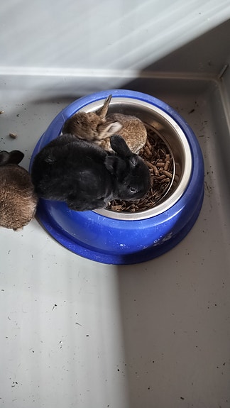 Mini rex