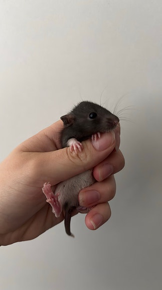 Kesyrottia