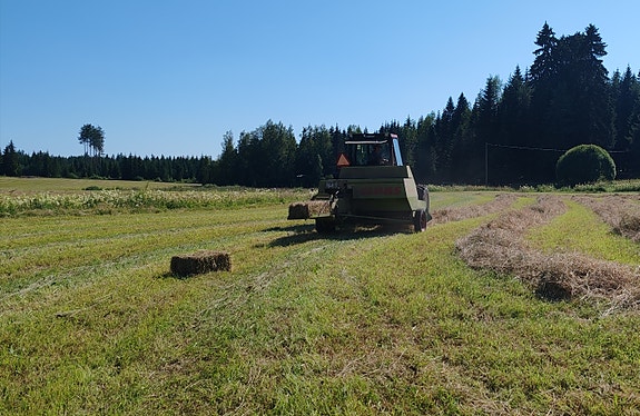 Kuivaa heinää Pienpaaleissa.