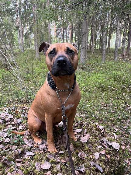 Amerikanpitbullterrieri uros