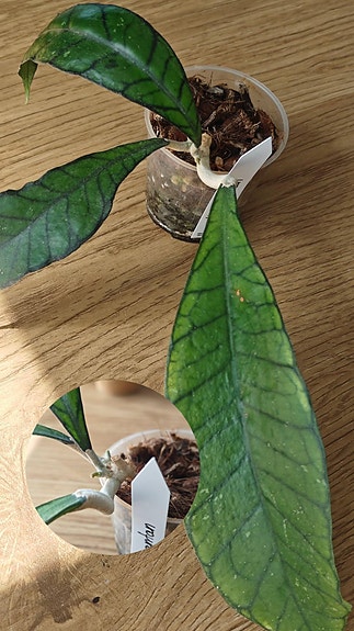 Hoya posliinikukka SP Kalimantan; ILMAINEN POSTITUS!