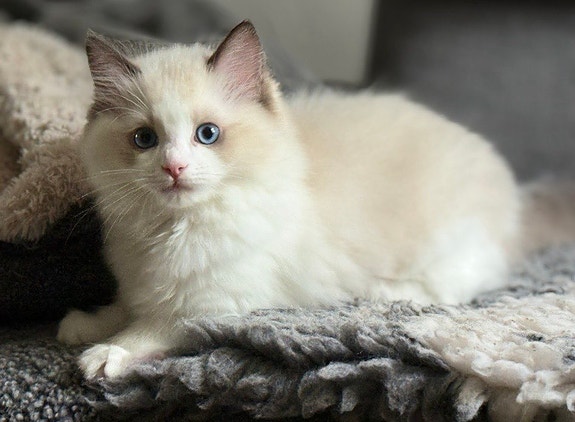 Ragdoll kissanpentuja